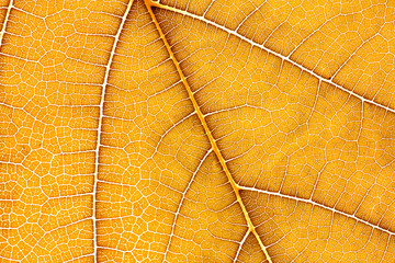 Close up the yellow leaf texture as golden nature abstract background