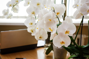 Glass vases with long branches of white orchids stand on dinner tables