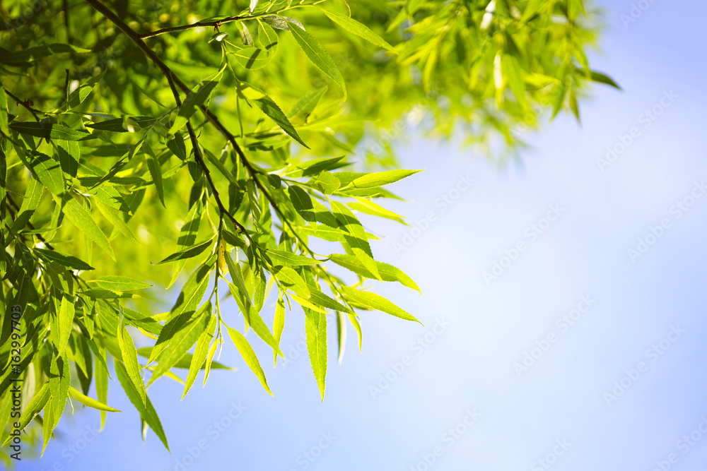 Aufkleber beautiful young juicy leaves of willow in nature against the backdrop of a blue sky. gentle fresh su