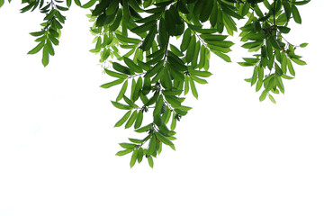 Green manorangini leaves isolated on white background. climbing ylang-ylang, climbing ilang-ilang.
