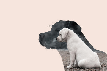 Obraz na płótnie Canvas Das Wachstum eines Labrador Retrievers von Welpe zum erwachsenen Hund