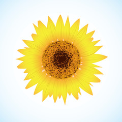 Vector sunflower