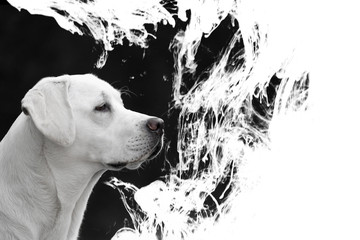 Doppelbelichtung Labrador Retriever Hund vor Hintergrund mit Textfreiraum