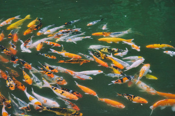 Blur Koi Fish swimming in The pond. Abstract top view of colorful fancy carp fish, koi fish in a...