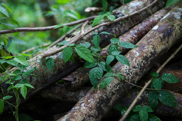 The leaves of the creeper on old branches in a tropical forest