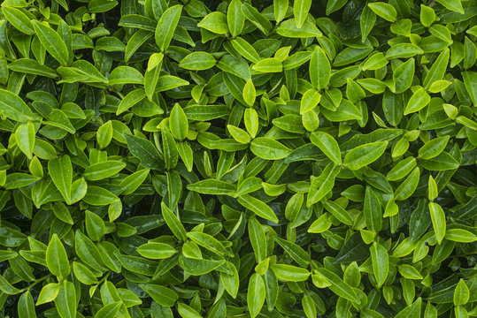 Close up of tea leaves can be use as as background.