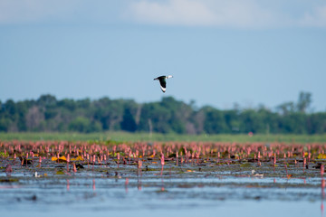 Cotton pygmy goose in wetlands Thale Noi, one of the country's largest wetlands covering Phatthalung, Nakhon Si Thammarat and Songkhla ,South of THAILAND.