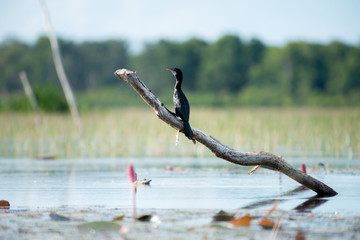 Little cormorant in wetlands Thale Noi, one of the country's largest wetlands covering Phatthalung, Nakhon Si Thammarat and Songkhla ,South of THAILAND.