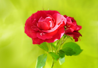Beautiful bright red rose flower with a drop of dew water on a green juicy background. A beautiful rose in the sunlight. Glare of the sun on the rose petals.