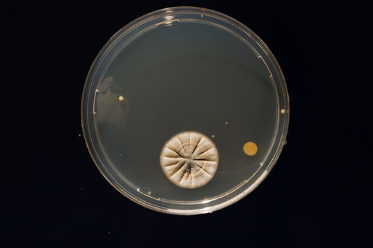 A petri dish with growing cultures of microorganisms, fungi and microbes. A Petri dish  ( Petrie dish) known as a Petri plate or cell-culture dish