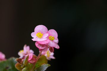 Pink begonia flower with Green Leaf blooming in Spring-Summer in the garden and soft focus...