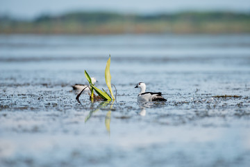 Cotton pygmy goose in wetlands Thale Noi, one of the country's largest wetlands covering Phatthalung, Nakhon Si Thammarat and Songkhla ,South of THAILAND.