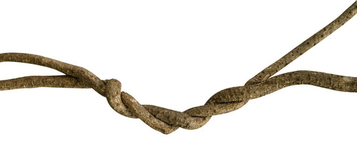 Twisted wild liana jungle vine isolated on white background, clipping path included
