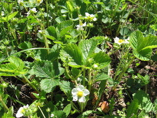 strawberries in bloom