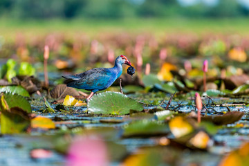 Purple Swamphen in wetlands Thale Noi, one of the country's largest wetlands covering Phatthalung,...