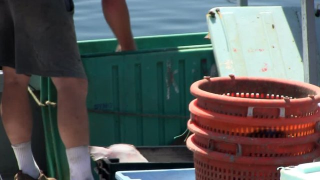 Fisherman unloading flounder from storage bins at Menemsha fishing village on Martha's Vineyard
