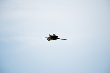 Flying Purple heron in wetlands Thale Noi, one of the country's largest wetlands covering Phatthalung, Nakhon Si Thammarat and Songkhla ,South of THAILAND.