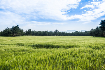 Obraz premium Green Wheat Field Surrounded by a Forest