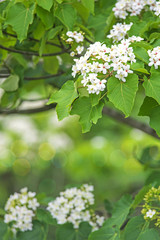Tung Oil Tree flowers background blur of light.