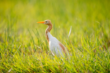 Eastern Cattle Egret in wetlands Thale Noi, one of the country's largest wetlands covering Phatthalung, Nakhon Si Thammarat and Songkhla ,South of THAILAND.