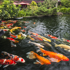 Colorful fancy carp fish, koi fish in a Japanese Garden.