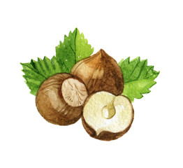Hazelnut with leaves isolated on white background, watercolor illustration