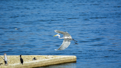 Great White Heron bird in flight over Man Sagar Lake