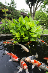 Colorful fancy carp fish (Koi fishs) in a pond of Japanese garden.