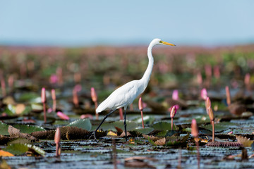 Intermediate Egret or  Plumed Egret in wetlands Thale Noi, one of the country's largest wetlands covering Phatthalung, Nakhon Si Thammarat and Songkhla ,South of THAILAND.