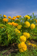 background,beautiful, 