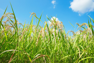 青空の下の稲