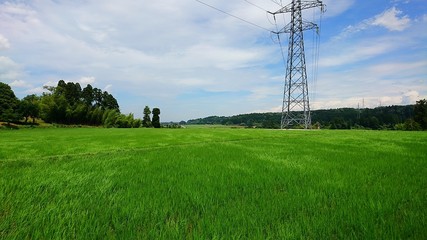 Fototapeta na wymiar 風が吹く日本の田園風景