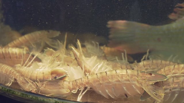 Shrimp in restaurant aquarium tank for sale to diners stock footage video