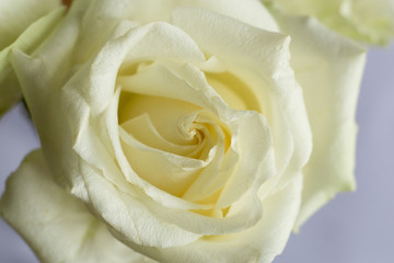 White Rose
