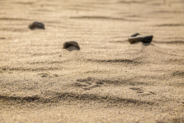 Fototapeta na wymiar bird foot print on dry sand under sun light with grass shadow