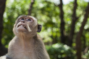 Monkey emotion