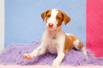 Ibizan Hound dog