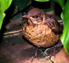 A young bird sparrow.