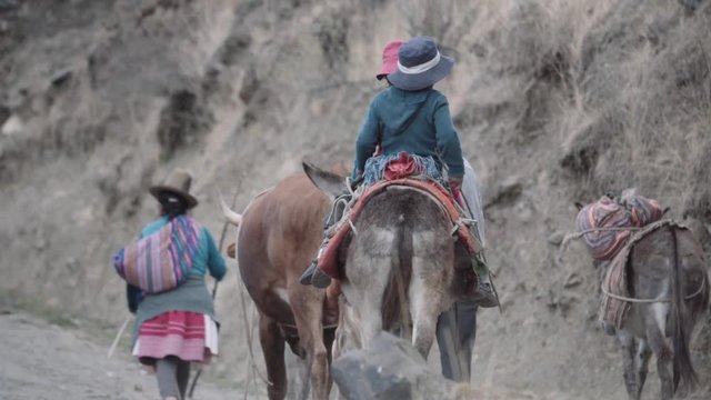 Family of muleteers riding mules on a countryside trail, returning home after a labor day, Peru