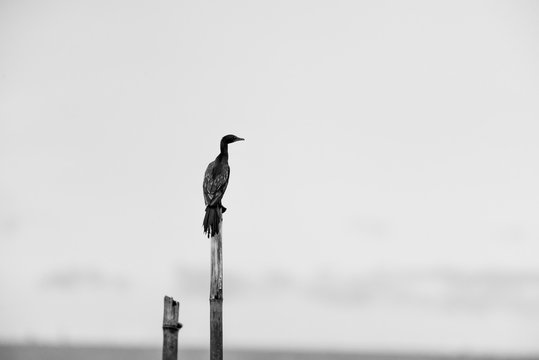 Black and white tones in minimalist photography