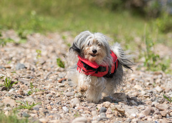 havanese dog at the beach