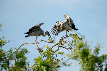Asian openbill in wetlands Thale Noi, one of the country's largest wetlands covering Phatthalung,...