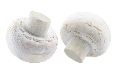 One Mushroom isolated on white background