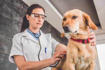 Veterinarian Examining Dog