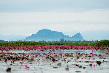 Pink lotus in wetlands Thale Noi, one of the country's largest wetlands covering Phatthalung, Nakhon Si Thammarat and Songkhla ,South of THAILAND.