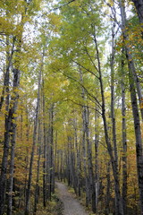 Obraz premium Automne au Quebec La Malbaie