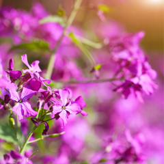 delicate pink flowers background