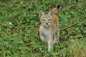 lynx 