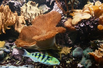 Musée Aquarium de Bruxelles : Poissons et coraux