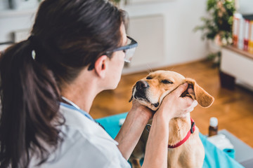 Veterinarian Examining Dog ears
